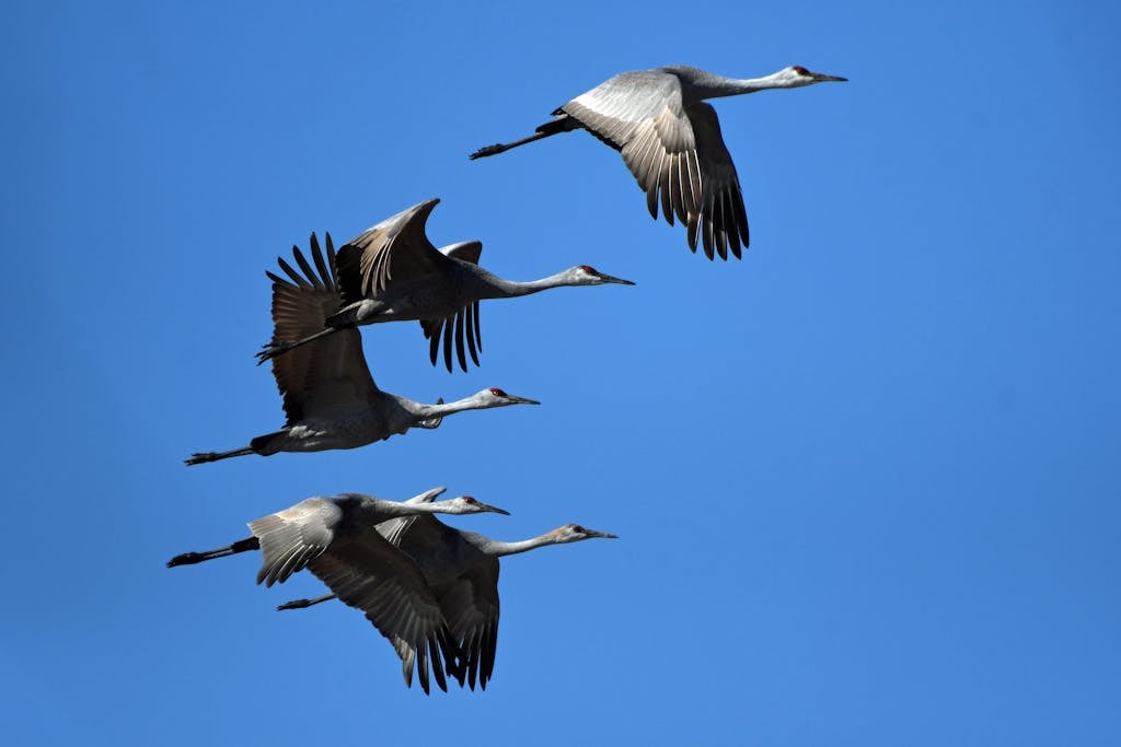 United Flight UA109 DiversionV 