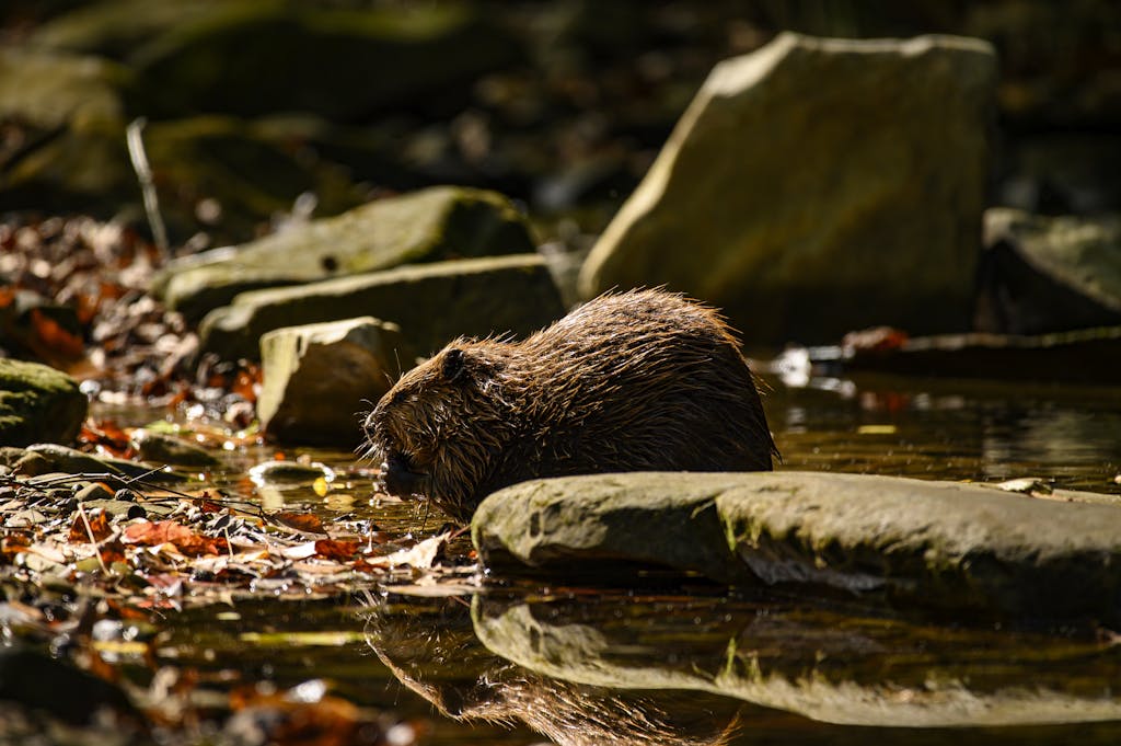 Ohio Champion Trees in Lewis Center, Ohio A beaver in a tranquil stream surrounded by fall foliage, captured in natural habitat.