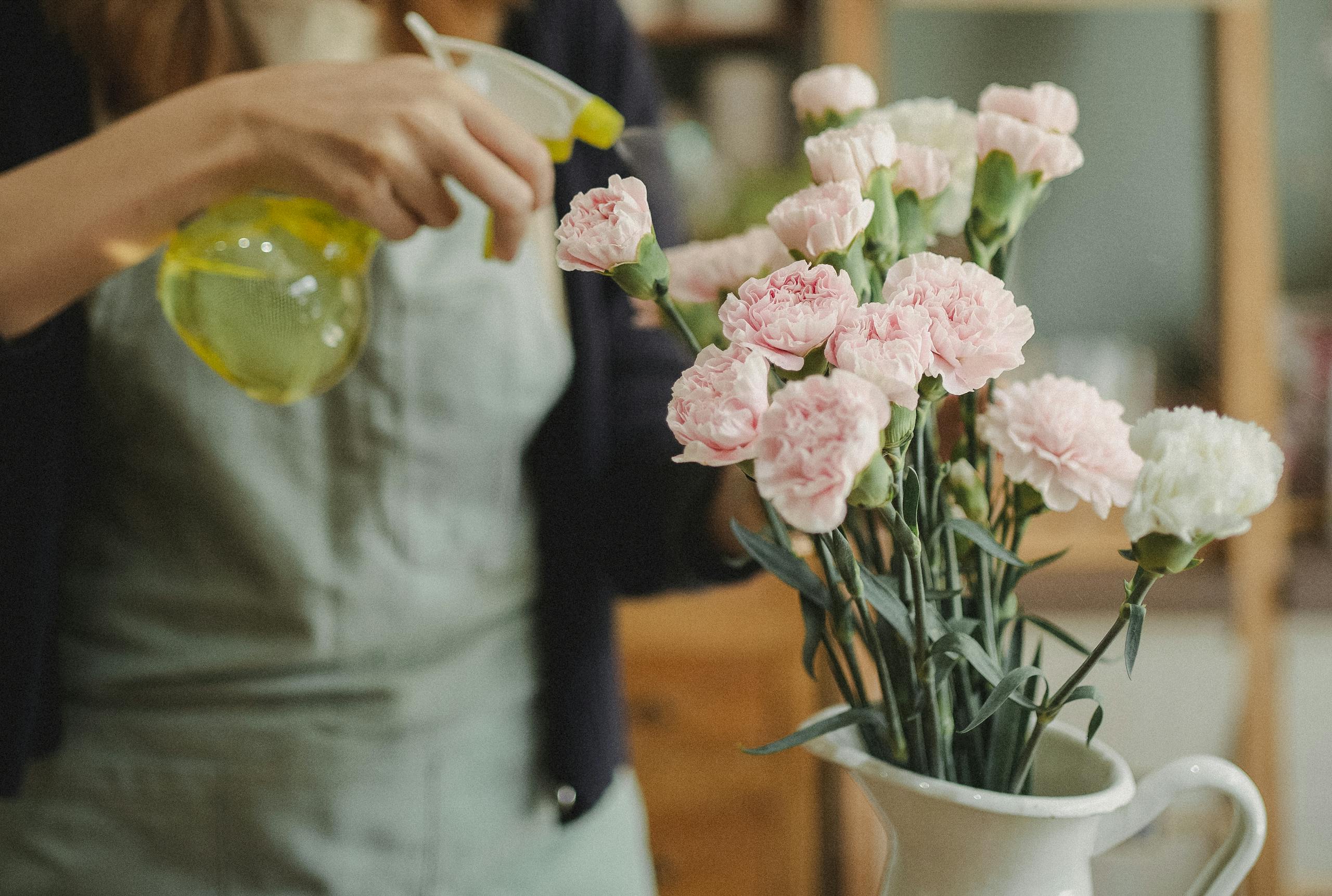 Shop Spring Vase A florist sprays fresh pink carnations with water inside a flower shop, creating a vibrant floral display.