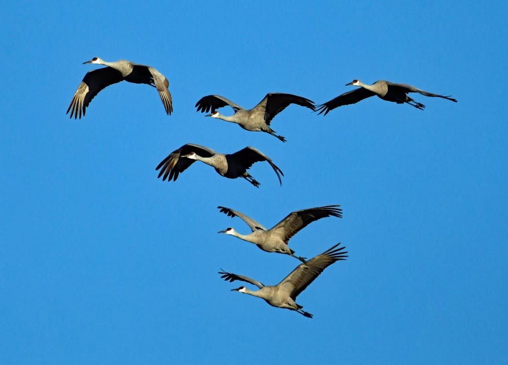 United Flight UA109 Diversion A group of Sandhill Cranes gracefully flying against a vibrant blue sky, showcasing natural elegance.