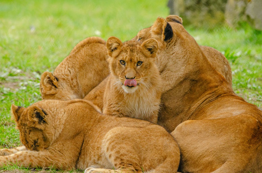 Chicago Cubs  A lion family lounging together on grassy terrain, showcasing wildlife harmony.