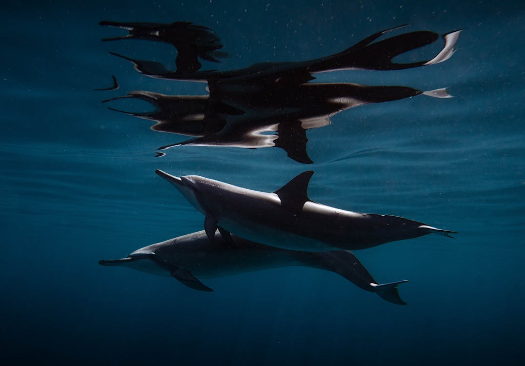 Miami Dolphins A pair of spinner dolphins swimming underwater off the coast of Hawaii.