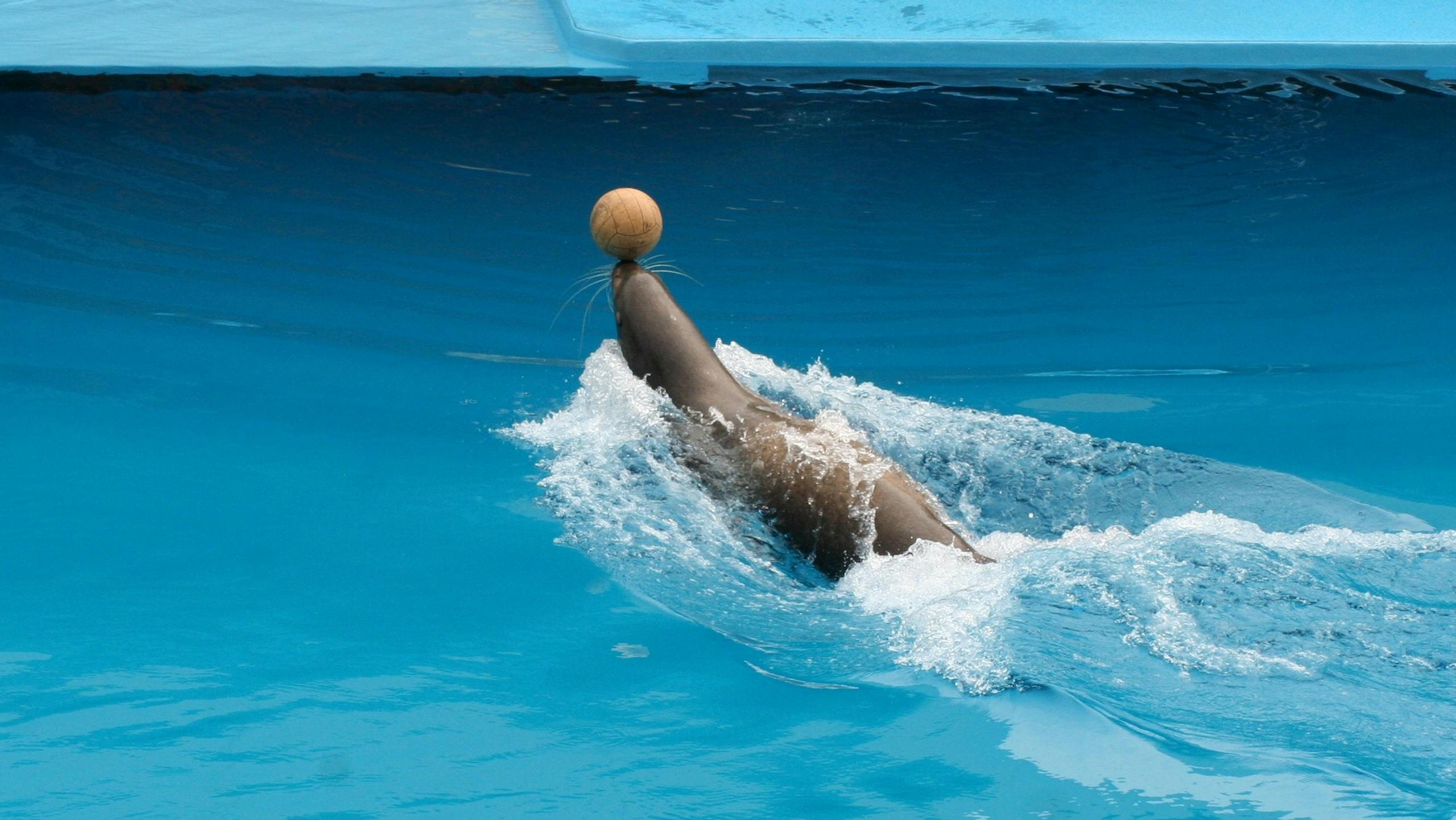 dolfier A sea lion skillfully balances a ball on its nose in an aquarium pool.