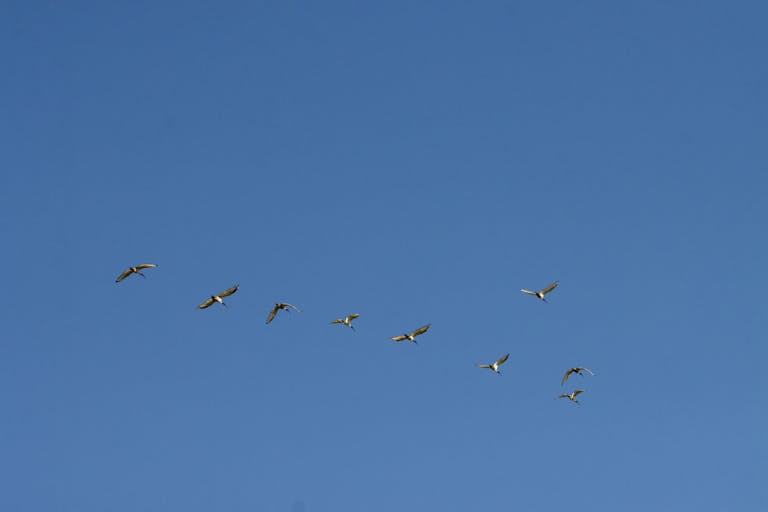 United Flight UA109 Diversion A serene image of a delicate bird formation flying against a clear blue sky.