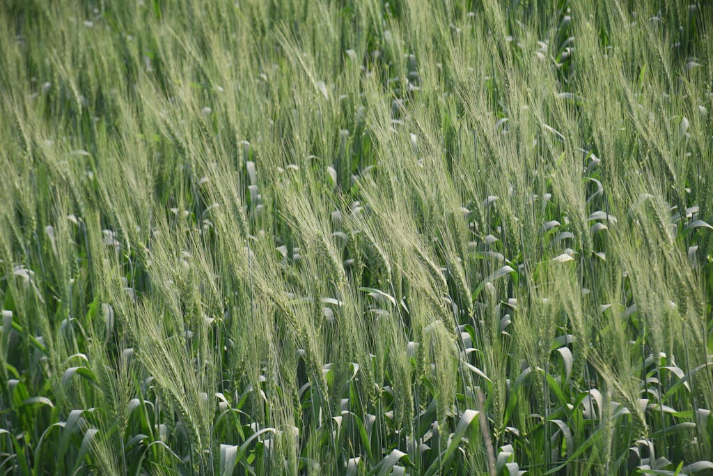 Bin Matcha A vibrant green barley field swaying in the wind in Lalmonirhat, Bangladesh.
