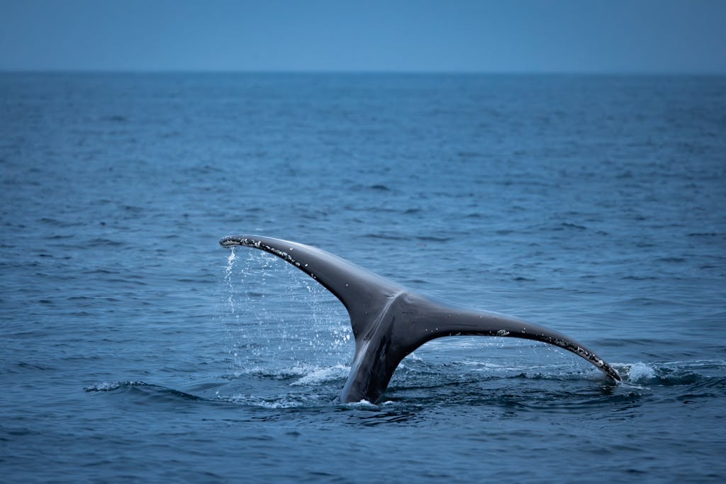 dolfier A whale tail gracefully emerges from the ocean, showcasing marine beauty.