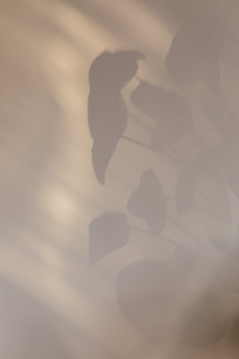 Fraboc Abstract background of home plant leaves shadow on white wall in daytime