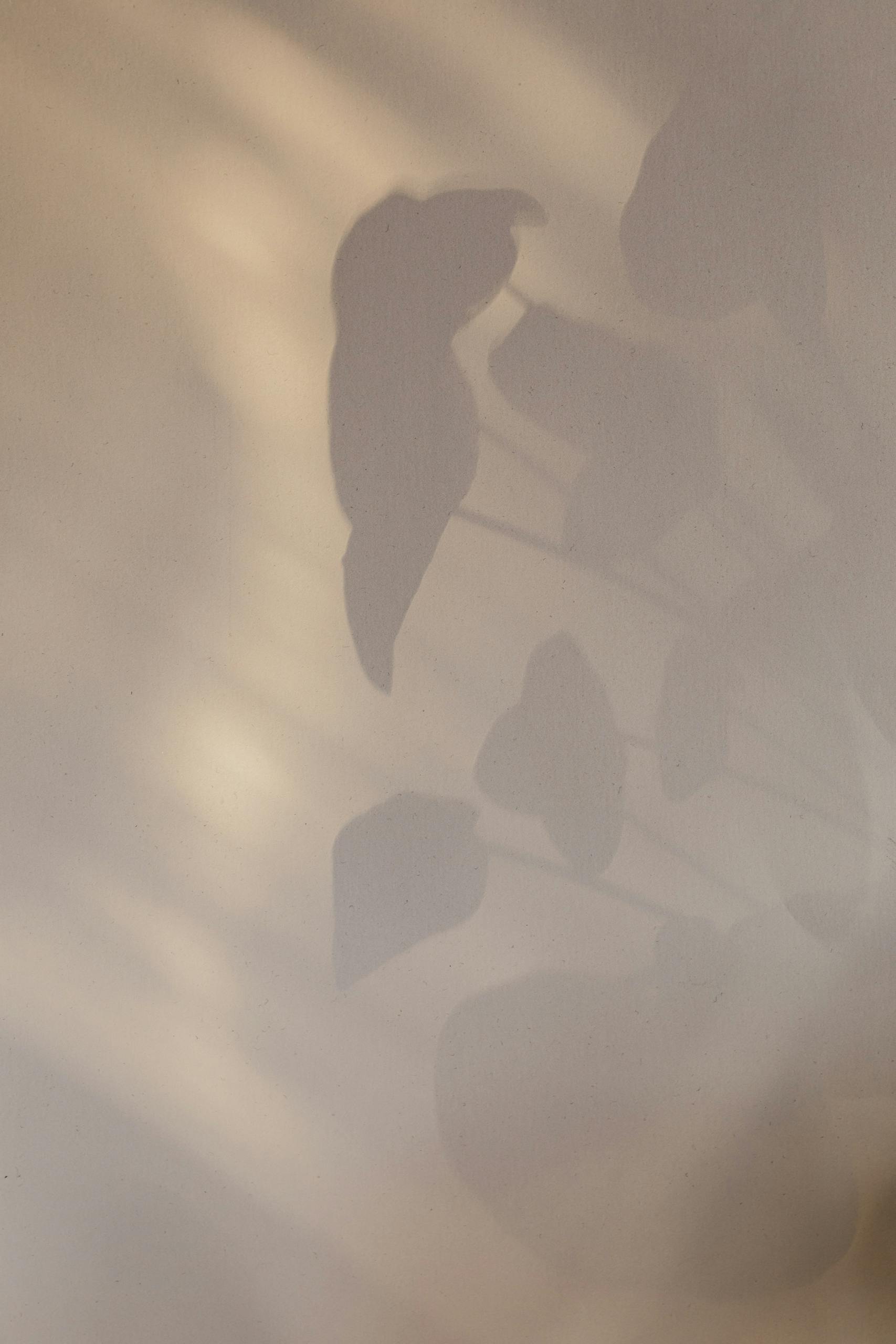 Fraboc Abstract background of home plant leaves shadow on white wall in daytime