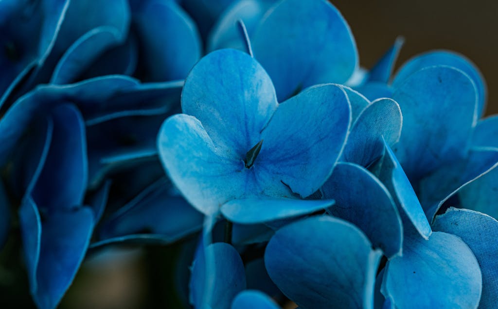 Tumbons Beautiful close-up of vivid blue hydrangea flowers captured in Thailand.