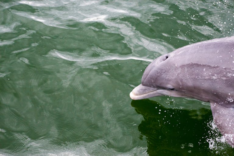 Miami Dolphins Close-up of a bottlenose dolphin swimming in green water, showcasing wildlife in its natural habitat.