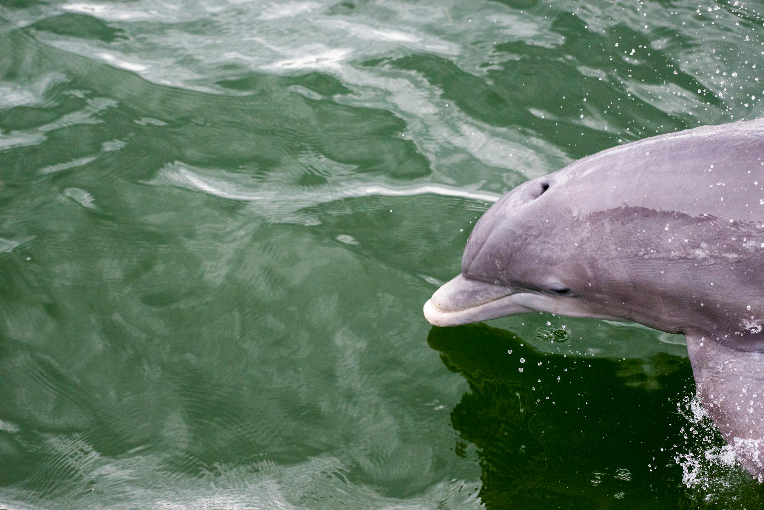 Miami Dolphins Close-up of a bottlenose dolphin swimming in green water, showcasing wildlife in its natural habitat.