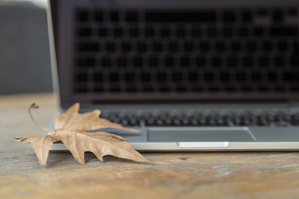 Bengals vs Browns Close-up of a dry maple leaf on a modern laptop, symbolizing fall season and technology fusion.