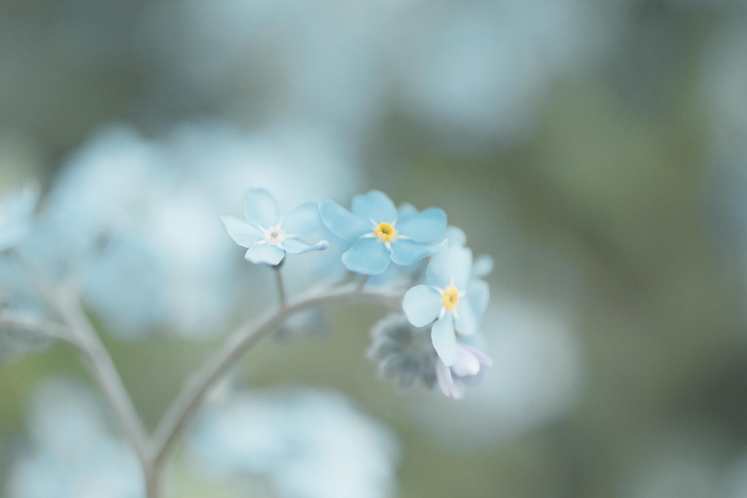 Bolly4u Me Close-up of beautiful blue forget-me-not flowers with soft focus background.