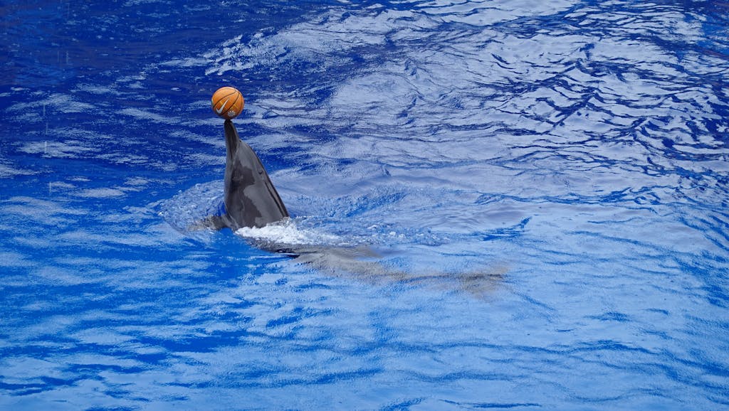 Miami Dolphins Dolphin balances a basketball in an aquarium setting.