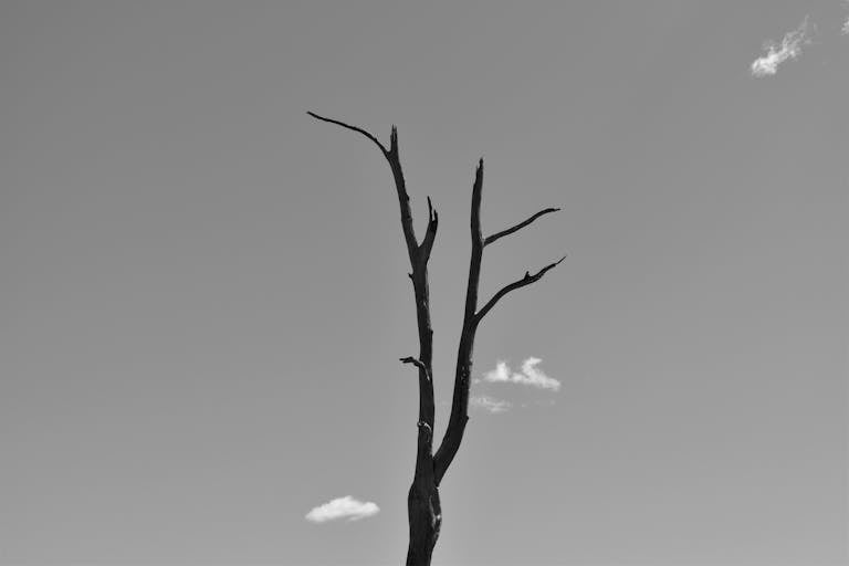 Lufanest Elegant black and white photo of a barren tree against a clear sky.