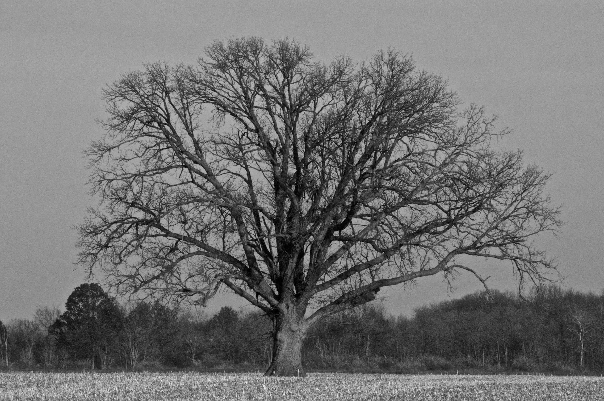 Ohio Champion Trees in Lewis Center, Ohio Stunning monochrome capture of a lone leafless tree standing in an open rural field.