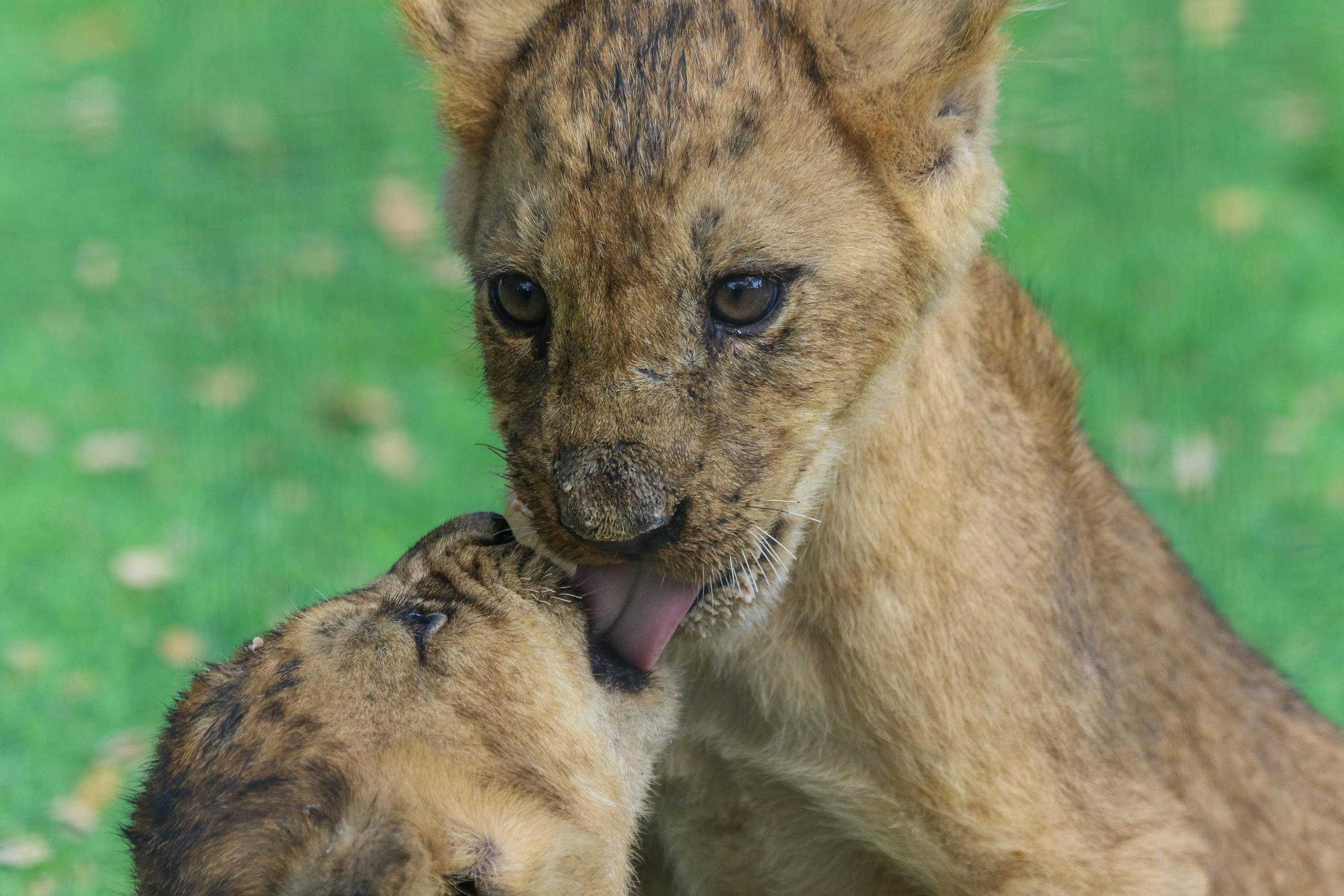 Chicago Cubs Two playful lion cubs engaging in a tender moment on a grassy field.