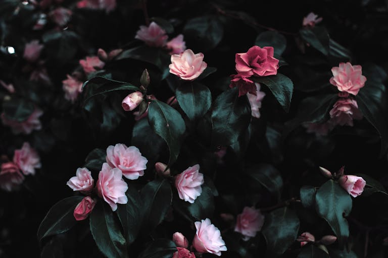 Digital Media Tumbons pink flowers blooming amidst lush dark leaves, creating a striking floral contrast.