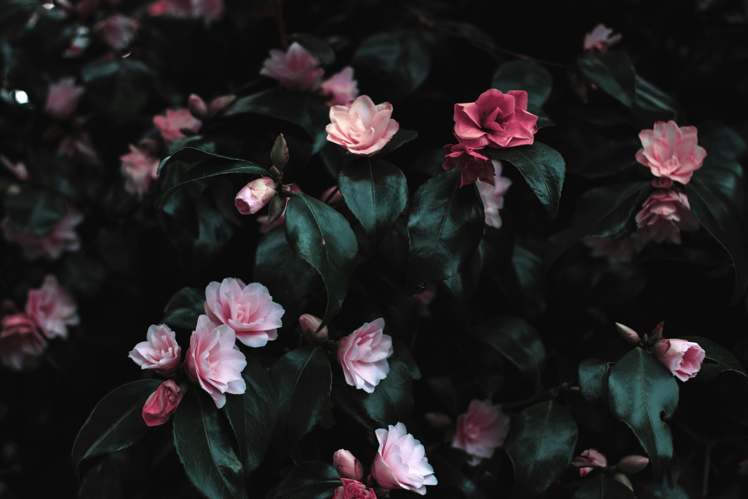 Digital Media Tumbons pink flowers blooming amidst lush dark leaves, creating a striking floral contrast.