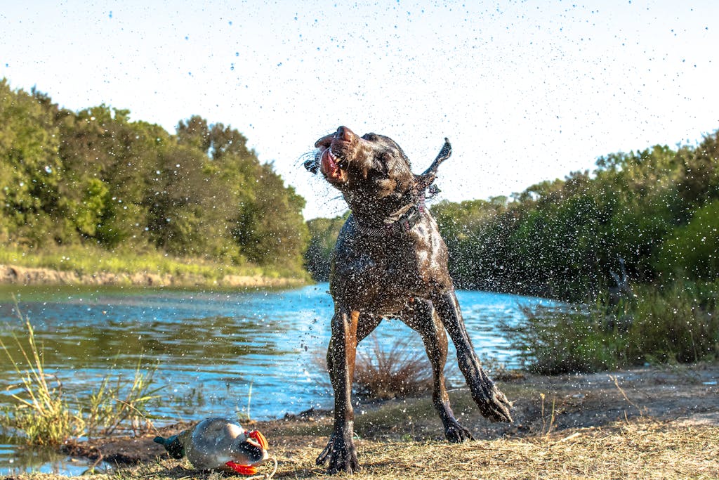 Texas Hunting Forum Wet German Shorthaired Pointer shaking off by a scenic riverbank.